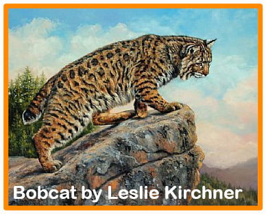 Bobcat by Leslie Kirchner
