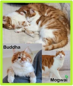 Buddha and Mogwai cat brothers one partially sighted the other blind