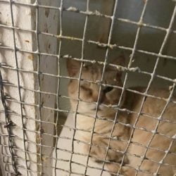Cat in cage at breeders