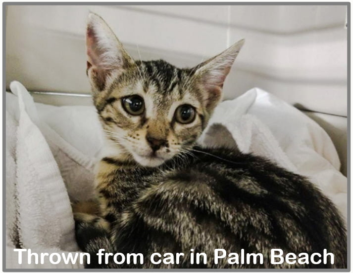 Cat thrown from car in Palm Beach