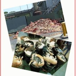 Dead cats feeding living cats - rendering plant