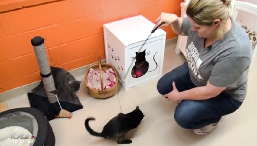 Keeping FeLV positive rescue cats alive at new homes