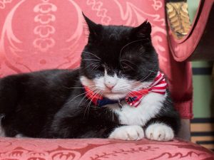 Palmerson the Foreign Office cat with bowtie presented by the US ambassador