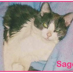 Should the investigators disclose the name of the suspect in the Sage the Cat torture and killing?
