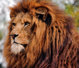 The superb mane of a lion is about appearance and protection