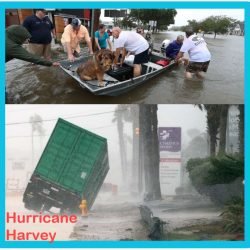 Will there be less lost cats and dogs after Hurricane Harvey than after Katrina?