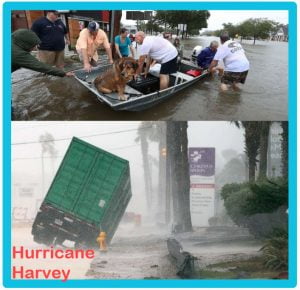 Will there be less lost cats and dogs after Hurricane Harvey than after Katrina?