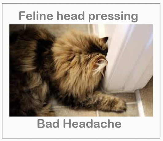 Feline head pressing - bad headache