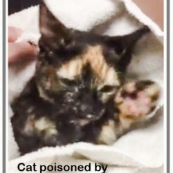 Cat poisoned by Sergeants flea treatment