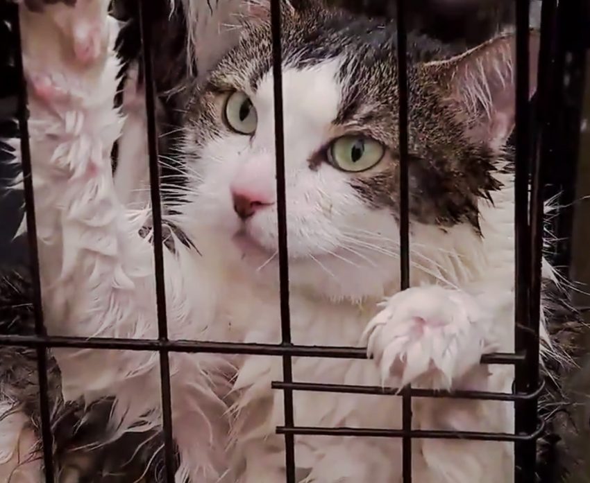 Cats rescued during Hurricane Harvey
