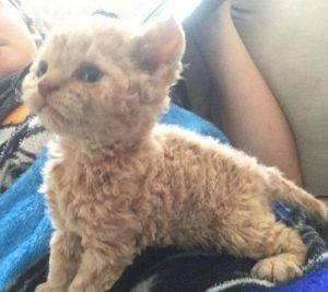 Selkirk Rex kitten