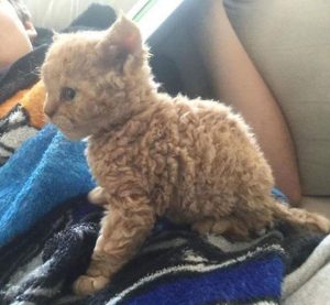 Selkirk Rex kitten
