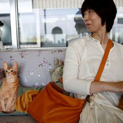30 free-roaming cats on a train in Japan