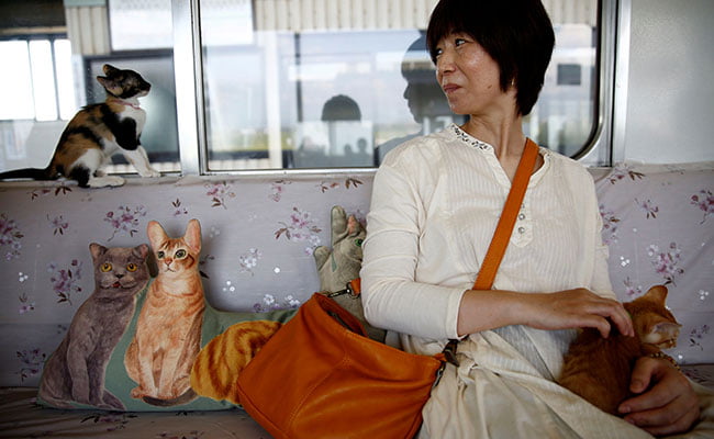 30 free-roaming cats on a train in Japan