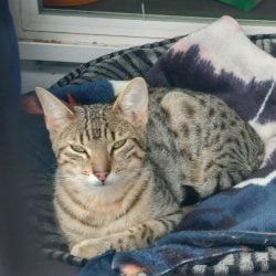 Cat killed by stomping