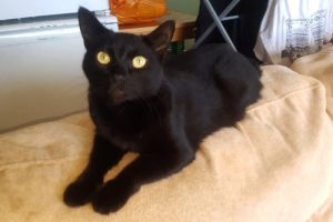 Caesar had fleas and his owners wanted to have him killed