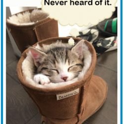 Cats don't suffer from claustrophobia