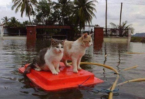 Hurricane Harvey rescued cats