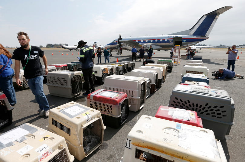 Cats and dogs evacuated from Florida and flown to California where they will be re-sheltered and then rehomed.