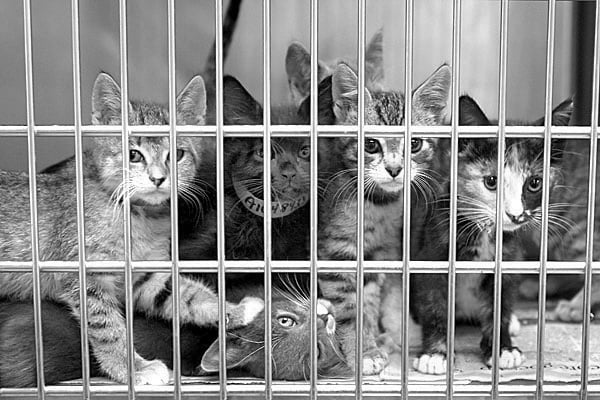 Animal Shelter Cats