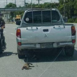 Cat dragged by pickup truck