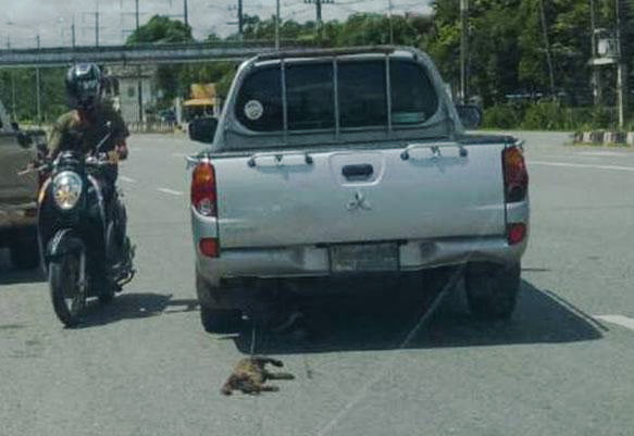 Cat dragged by pickup truck