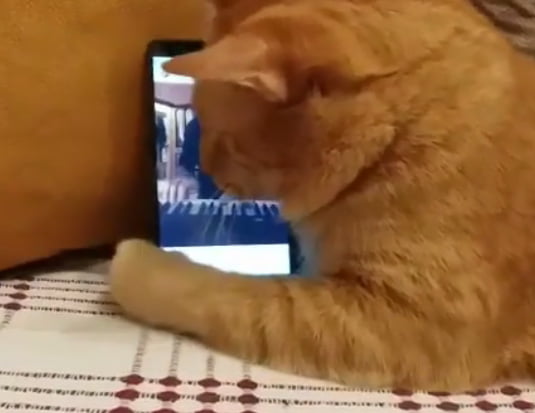 Cat hugs smartphone playing piano music