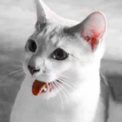 My cat is panting heavily