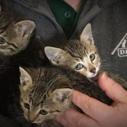 Cute rescue kittens found in car compartment