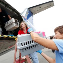 Cats an dogs being loaded onto Wings of Rescue plane to be flown to California ahead of Irma (Photo: Jane Tyska/Bay Area News Group)
