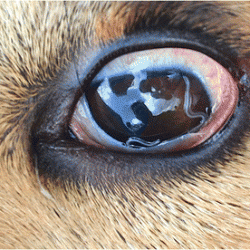 Oriental eye worm in a dog's eye.