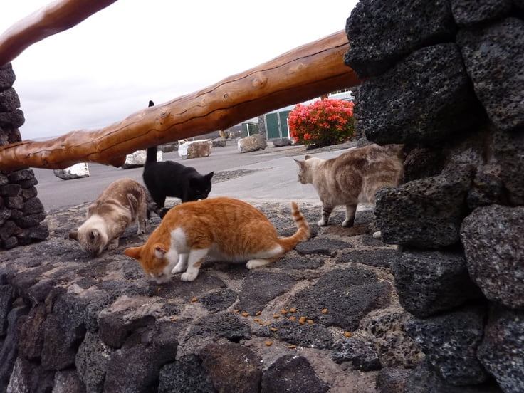 Feral cats of Hawaii