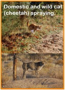 How often do cats spray?