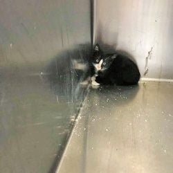 Little kitten in corner of cage at animal shelter looking scared