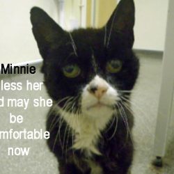 Minnie and elderly cat maltreated and dumped