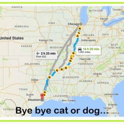 I do not know for sure but I wonder whether there is a better way of dealing with cats and dogs which have been separated from their owners due to the Houston floods caused by hurricane Harvey? Hundreds are being shipped out of Houston to Chicago and San Francisco where they will be readopted by new owners and living new homes. Could not the animals be kept down in the south, in Texas not far from Houston and their owners temporarily rehomed pending the repair of their own homes and then they could be reunited with their animals?