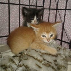 Two kittens rescued from factory where adult cats were allegedly being cruelly killed