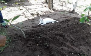 Video of cat at man's grave goes viral