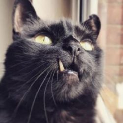 Black cat called 'Count Catula'