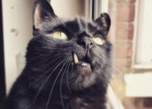 Black cat called 'Count Catula'