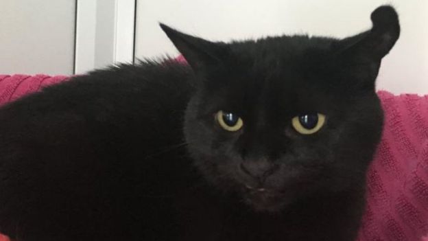 Black cat dubbed 'Count Catula' (photo)