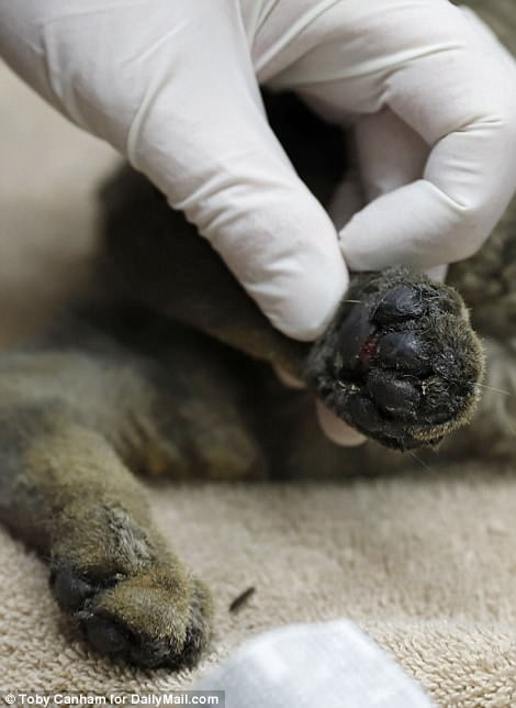 Cats suffered burnt paws and smoke inhalation in Calif wild fires