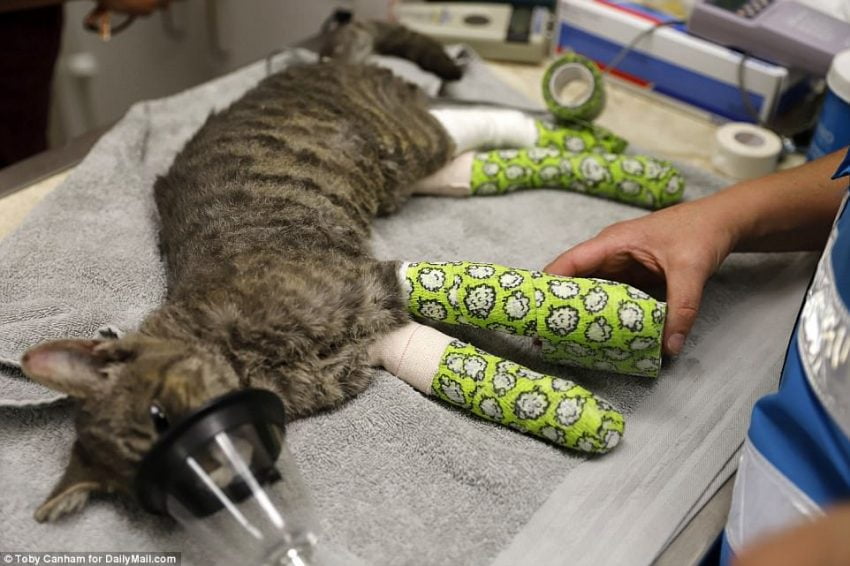 Cats rescued from California fires suffer from burnt paws and smoke inhalation PoC our
