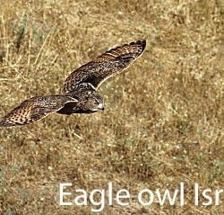 Eagle owl in Israel an enemy of the sand cat