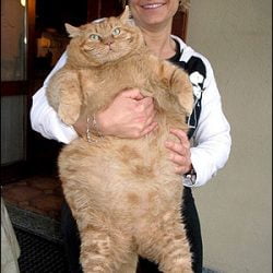 Fat cat at veterinarian's clinic