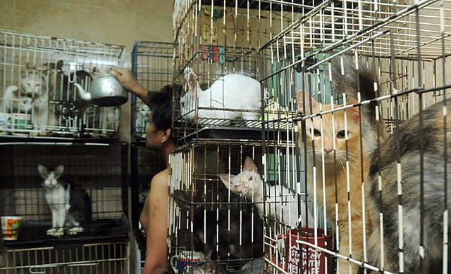 Malaysian man uses cats to raise money on Facebook