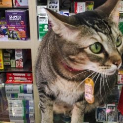 Porsche - a pharmacy cat in Hong Kong