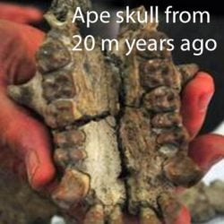 Ape skull from 20 million years ago