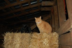What makes a good barn cat?