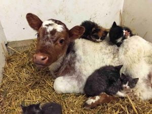 What makes a good barn cat?